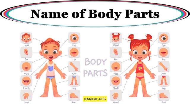 Name of Body Parts: A Comprehensive Guide Image