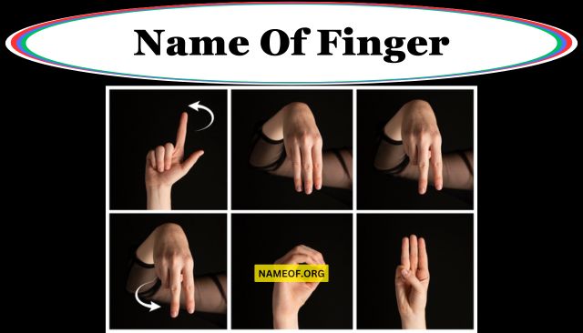 Name of Fingers: A Comprehensive Guide Image