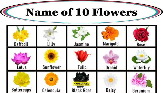 Name of 10 Flowers: A Detailed Guide Image