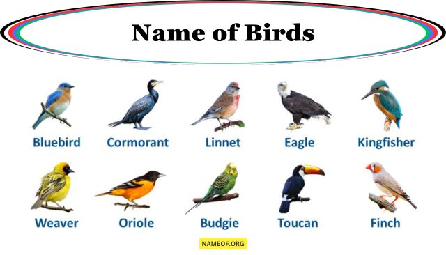 Name of Birds: A Comprehensive Guide Image