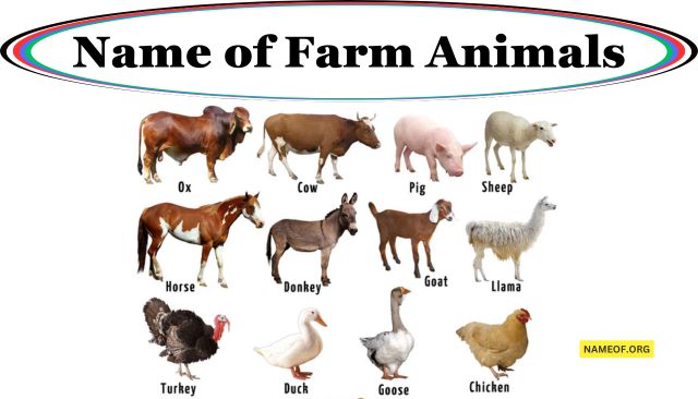 Name of Farm Animals: A Comprehensive Guide Image