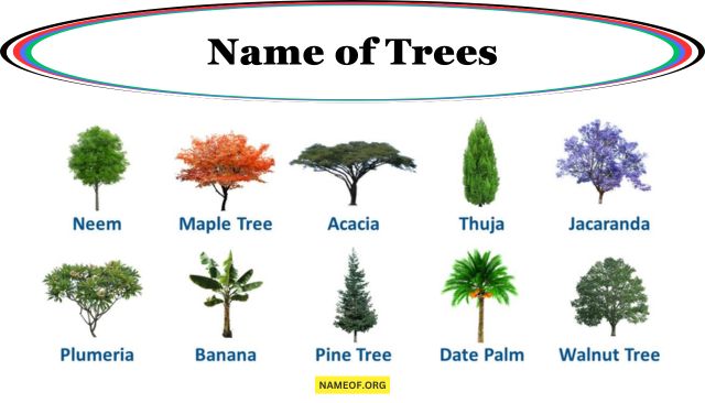Name of Trees: A Comprehensive Guide Image