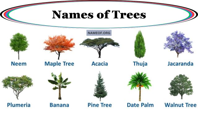 Names of Trees: A Comprehensive Guide Image